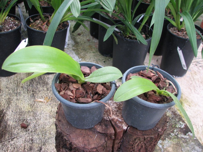 Phalaenopsis hieroglyphica.JPG