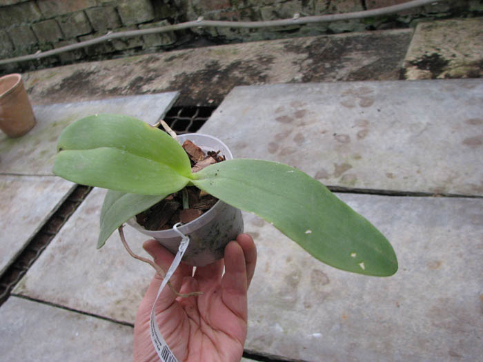 Phalaenopsis David Lim 'flava'.jpg