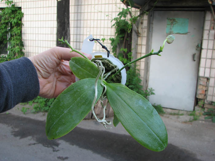Phalaenopsis Penang Girl.jpg