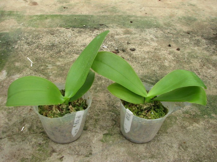 Phalaenopsis Grosbeak.JPG