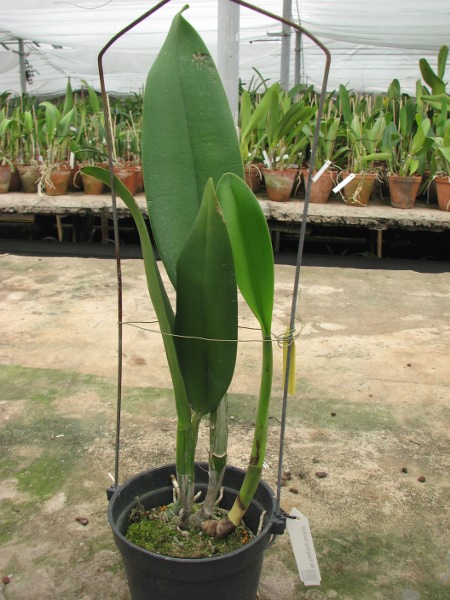 Brassolaeliocattleya Young Kong 'Sun No16'.JPG