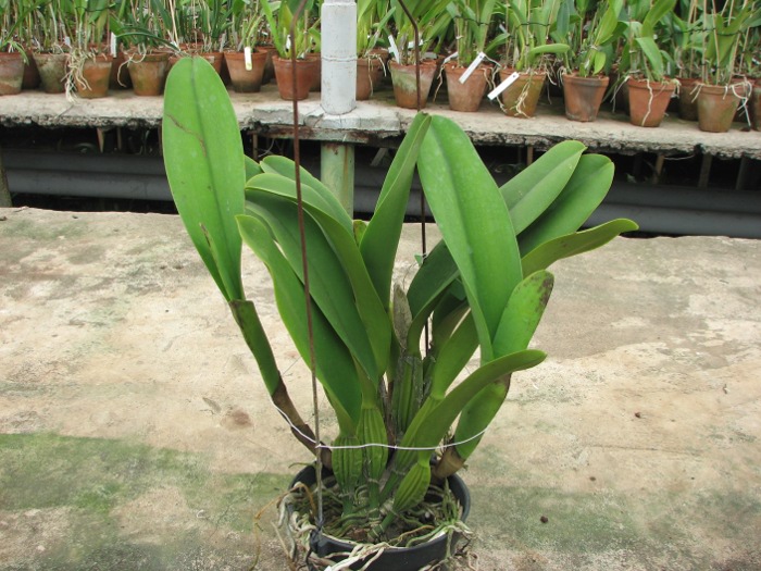 Laeliocattleya White Spark 'Panda' (Shellie Compton x Moscombe).JPG