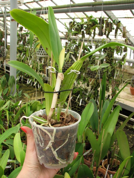 Cattleya trianae escura 'Jean Groben' (11-8) x Cattleya trianae 'Mariposa' (14-8).JPG