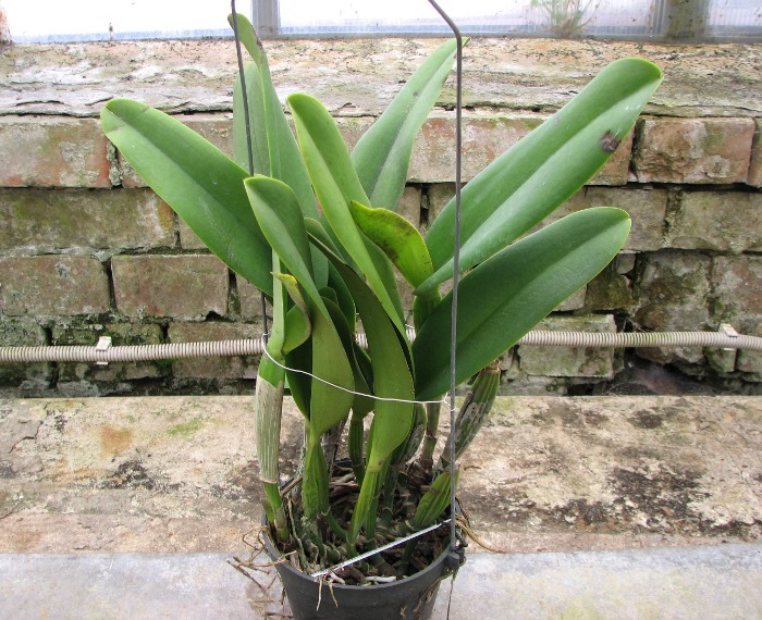 Laeliocattleya White Spark 'Panda' (Shellie Compton x Moscombe).JPG