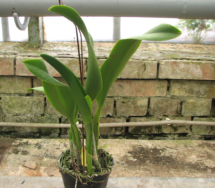 Potinara Haw Yuan Gold 'YC#2' (Pot. Lemon Tree x Blc. Tassie Barbero).JPG