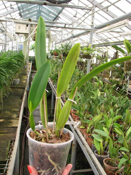 Cattleya trianae amesiana A x Cattleya trianae amesiana B.JPG