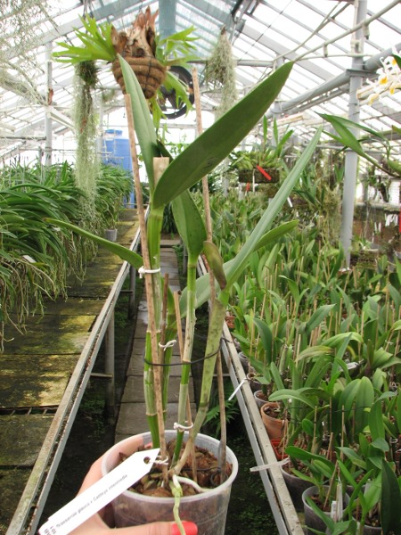 Brassavola glauca x Cattleya intermedia.JPG