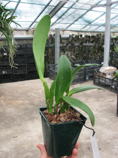 Potinara Orglade's Tradition 'Sunset'(Brassolaeliocattleya Bouton D'Or x Sophrolaeliocattleya Hazel Boyd).jpg