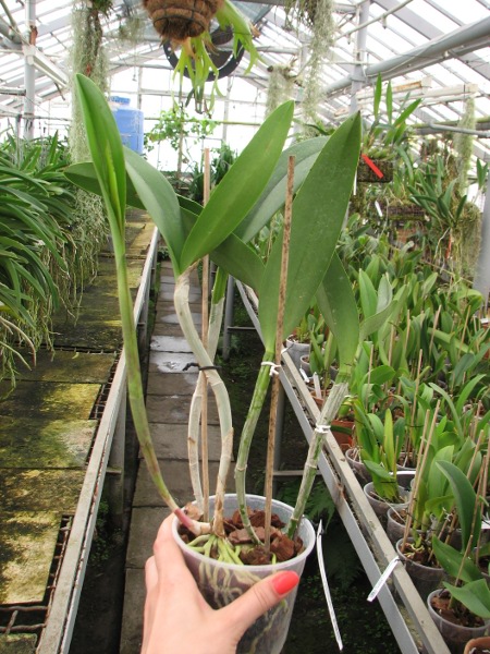 (Brassavola digbyana x Rhyncholaeliocattleya Young Kong) 'ORCHIS'.JPG
