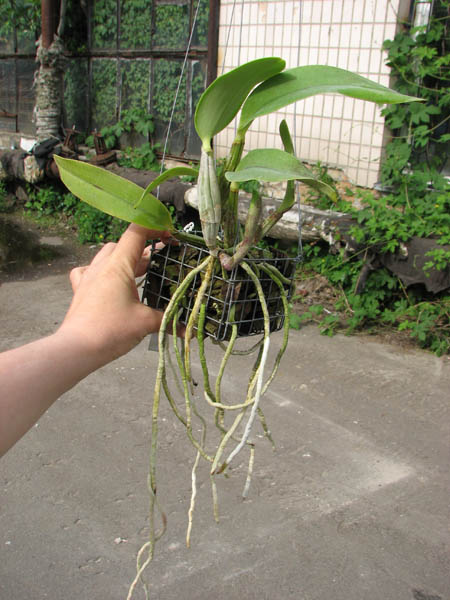Cattleya walkeriana.jpg
