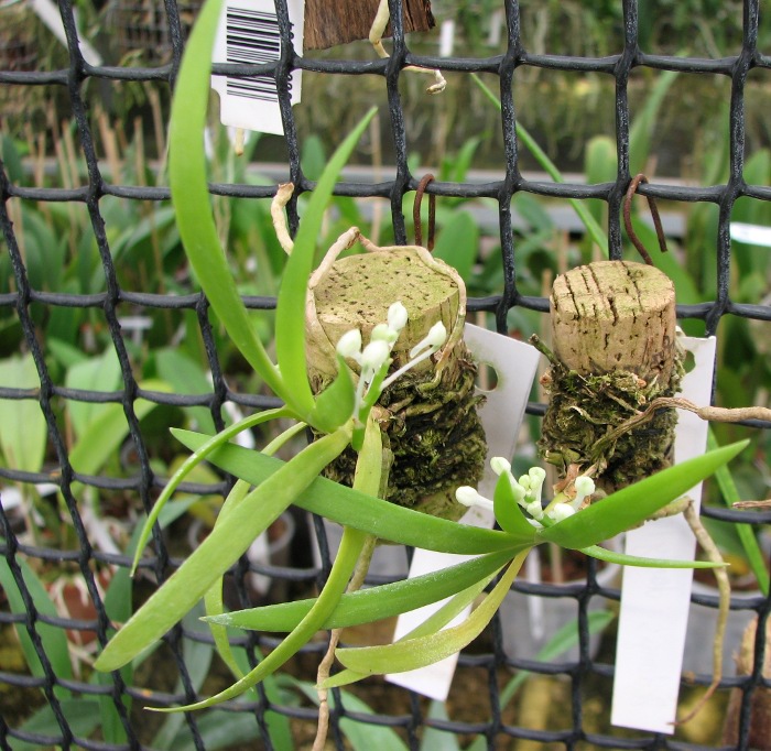 Podangis dactyloceras.JPG