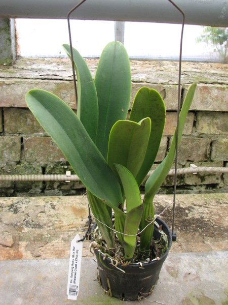 Brassolaeliocattleya Sanyung Ruby 'Shin Mei' (Waianae Coast x Chia Lin).JPG