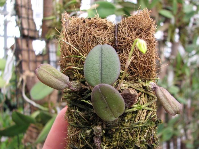 Bulbophyllum purpurascens.JPG