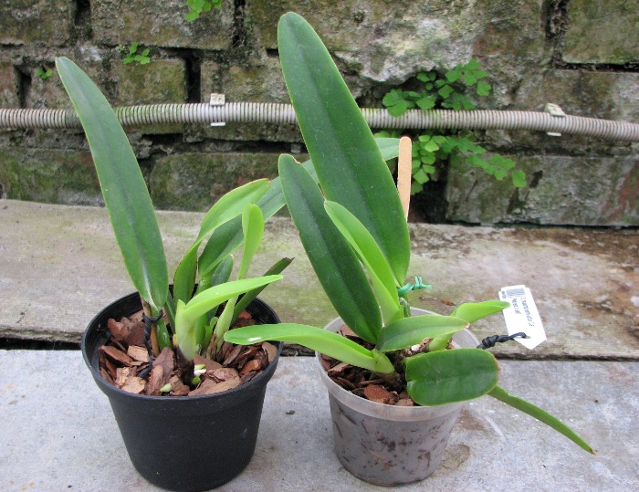 Cattleya maxima semi-alba 'La Pedrena' x self.JPG