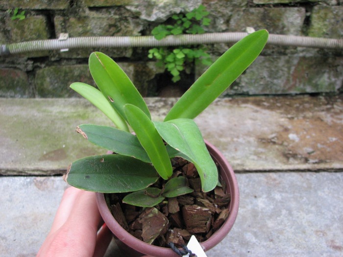 Cattleya maxima semi alba.JPG