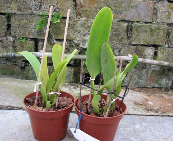 Cattleya dowiana rosea x self.JPG