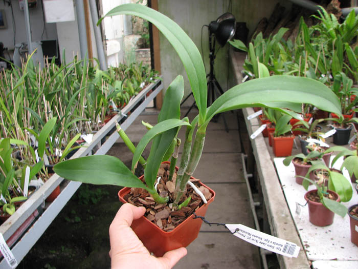 Epicattleya Siam Jade 'Avo' (Cattleya Penny Kuroda x Epicattleya Vienna Woods).jpg