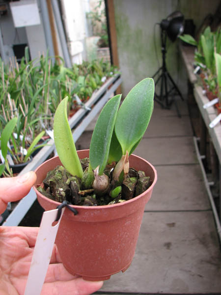 Laelia alaori x praestans.jpg