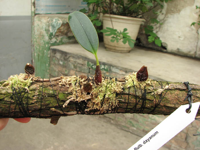 Bulbophyllum dayanum.jpg