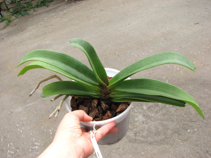 Rhynchostylis gigantea spot.jpg
