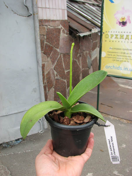 Doritis pulcherrima f champorensis 'White'.jpg
