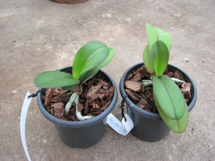 Doritaenopsis Lius Sakura.jpg