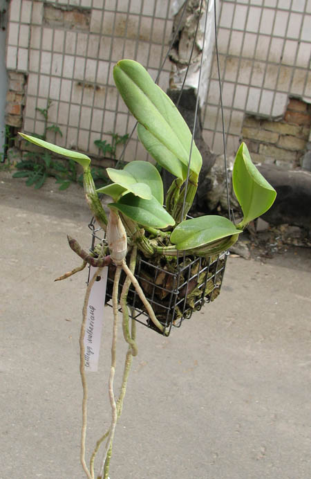 Cattleya walkeriana.jpg