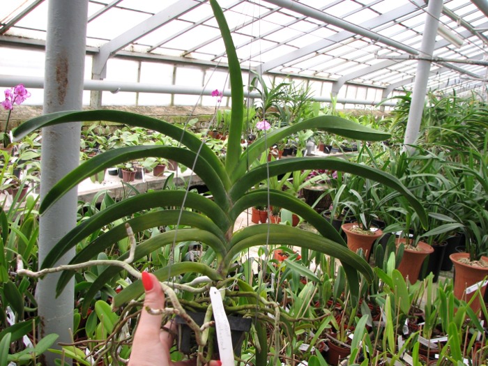 Ascocenda Phairot x Vanda Boonchoosand.JPG