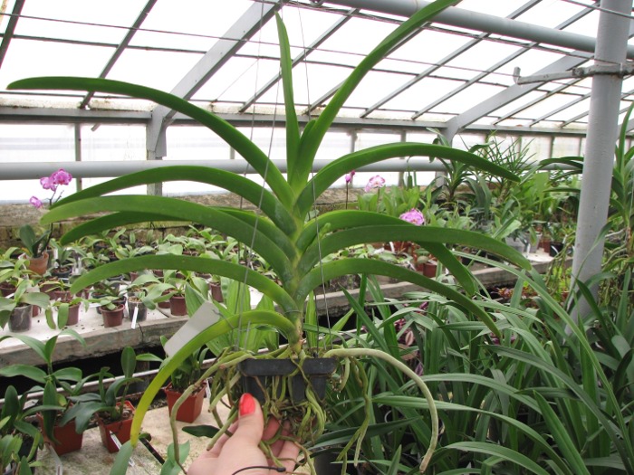 Vanda sanderiana x Taweesuksa.JPG