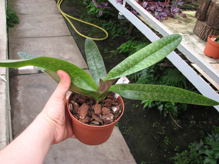 Paphiopedilum bellatulum x chamberlainianum.jpg
