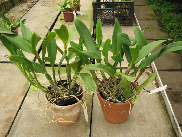 Cattleya skinneri.jpg