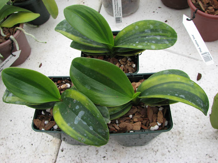 Doritaenopsis Sogo Vivien Variegated leaf.jpg