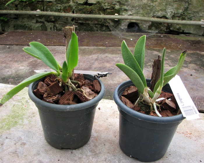 Laelia jongheana.JPG