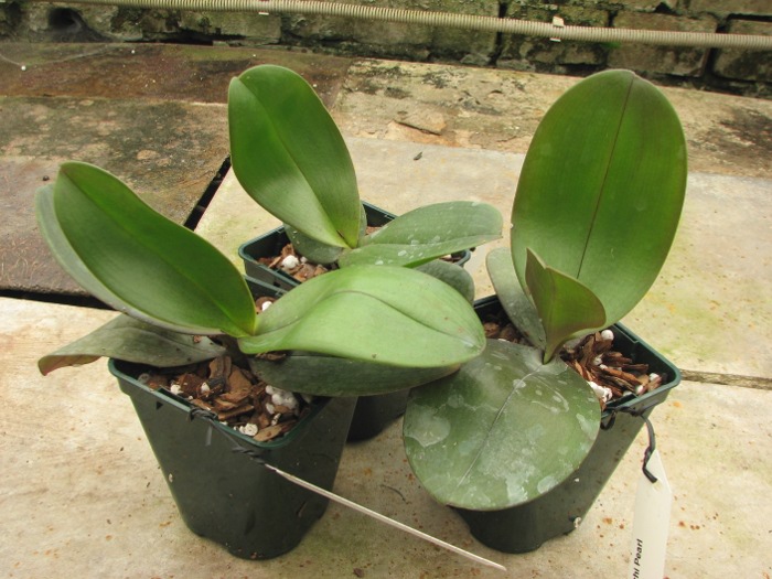 Doritaenopsis Changzhi Pearl.JPG