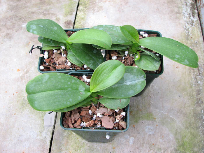 Phalaenopsis Liu's Rainbow.jpg