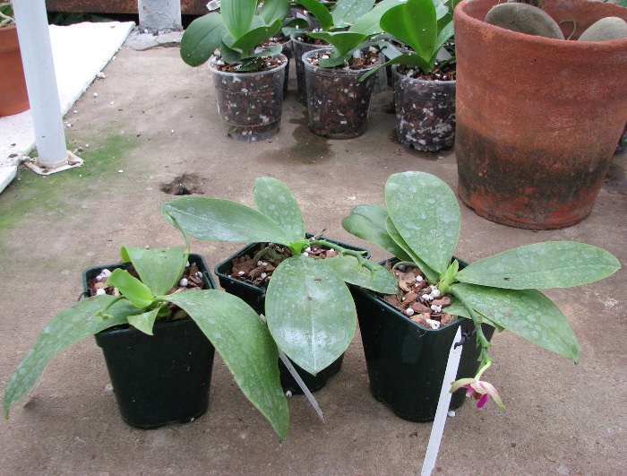 Phalaenopsis Penang Girl.JPG