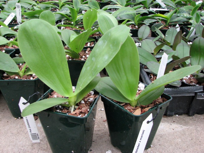 Phalaenopsis (Gelblieber x mariae).JPG