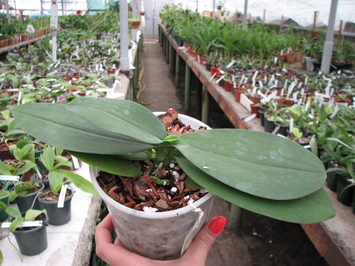Doritaenopsis Liu's Triprince.JPG