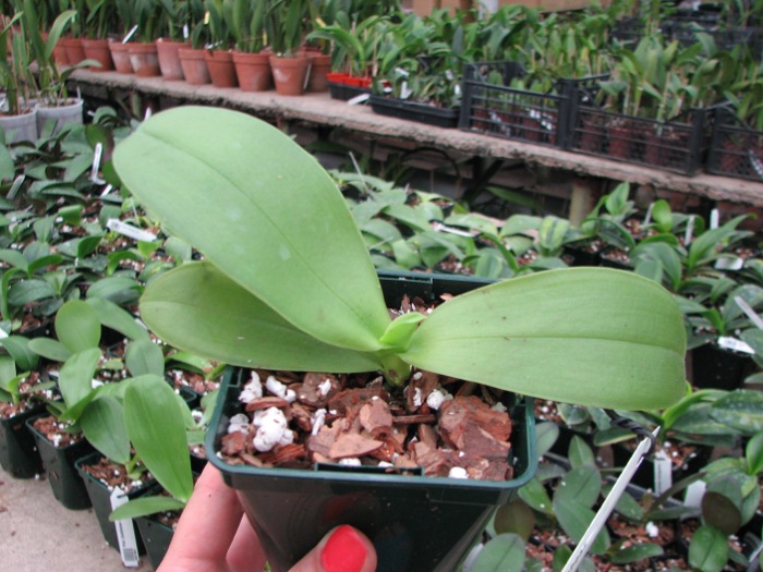 Phalaenopsis Grosbeak.JPG