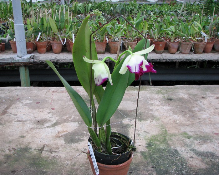 Laeliocattleya White Spark 'Panda' (Shellie Compton x Moscombe).JPG