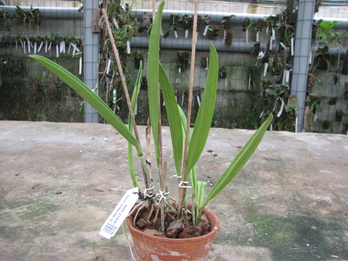 Brassocattleya Saint Andre (Cattleya dowiana aurea x Brassavola nodosa).JPG