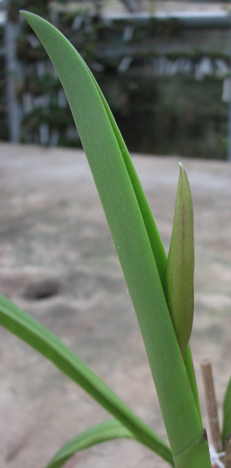 Brassocattleya Saint Andre (Cattleya dowiana aurea x Brassavola nodosa).JPG