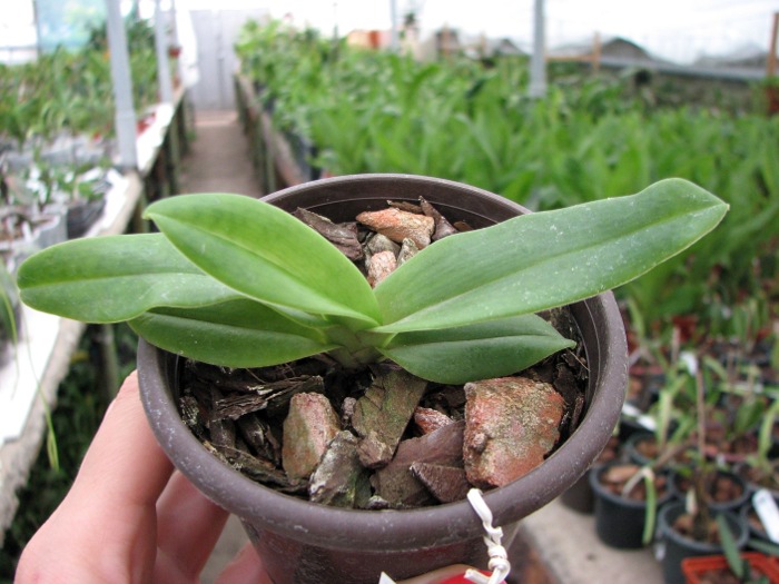 Paphiopedilum emersonii.JPG