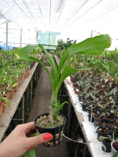 Catasetum pileatum 'Oro Verde'.JPG