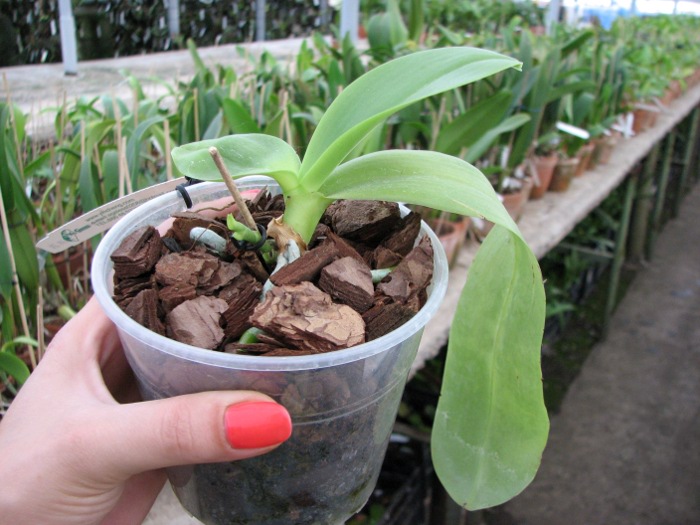 Phalaenopsis amboinensis.JPG