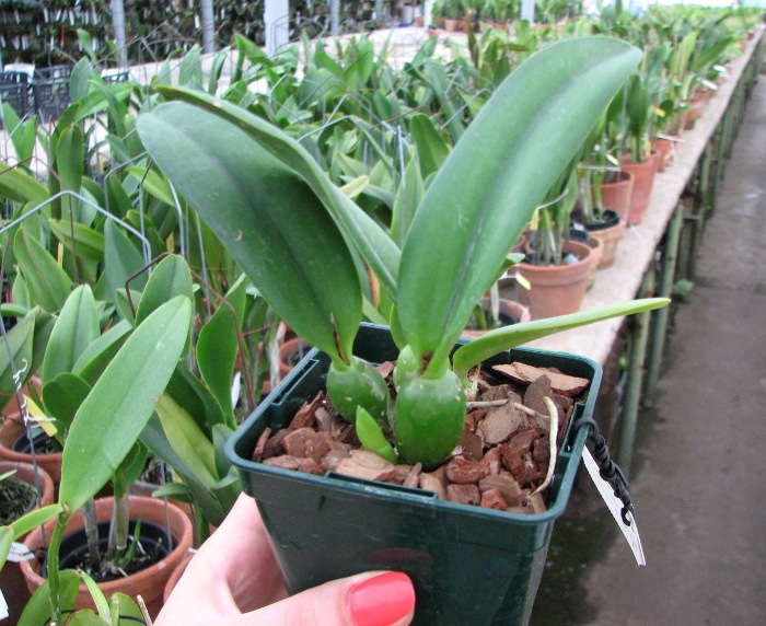 Potinara Angel Kiss 'No.5' (Blc. Love Sound x S. coccinea).JPG