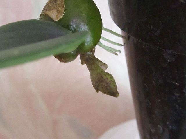 Bulbophyllum frostii