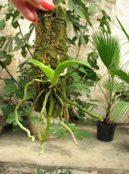 Phalaenopsis pulchra.JPG