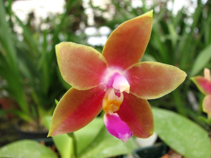 Phalaenopsis Penang Girl.JPG