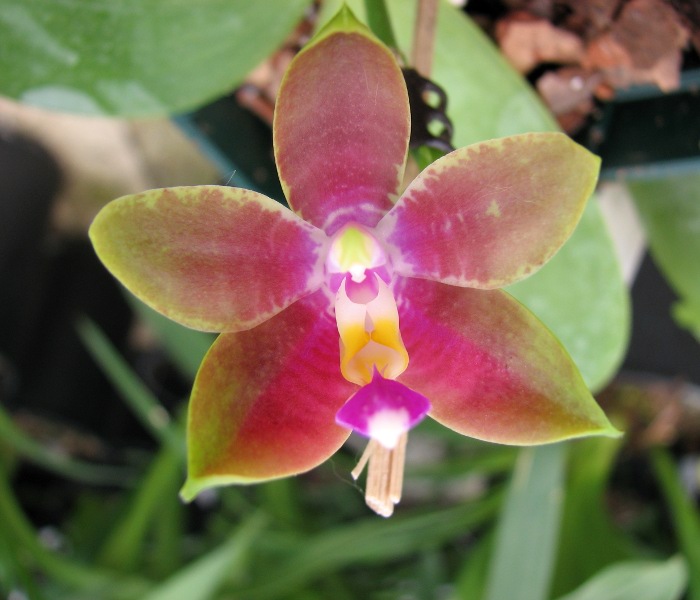 Phalaenopsis Penang Girl.JPG